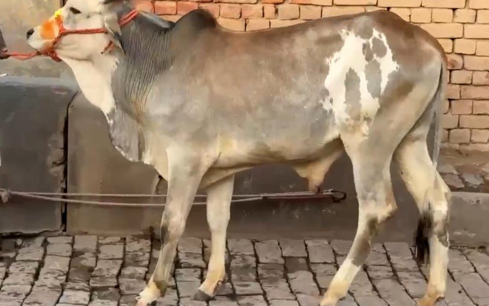 Livestock boarding care