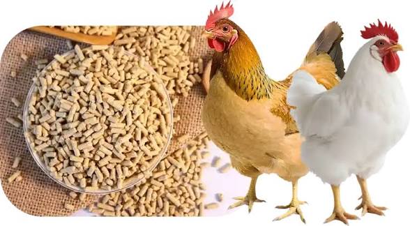 Poultary Feed 3#