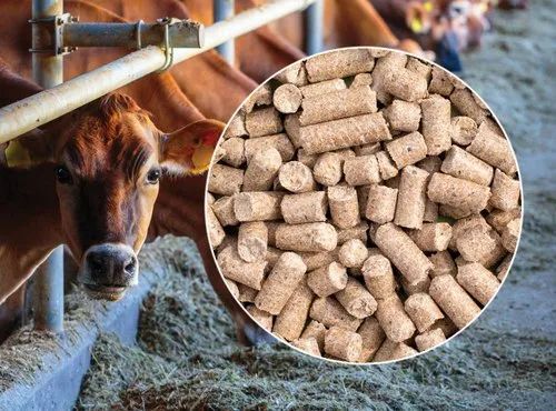 Cattle Fattening Feed