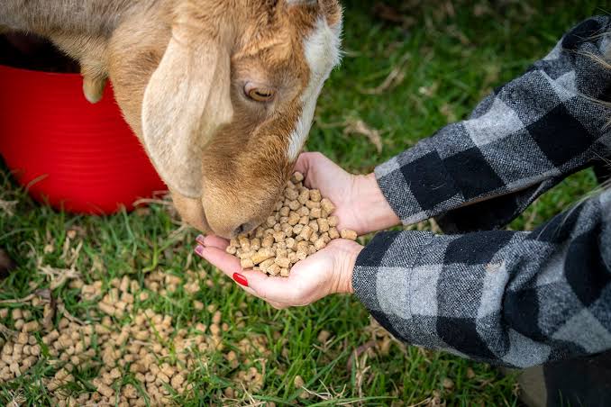 Goat Fattening Feed
